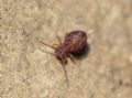 Dicyrtoma fusca